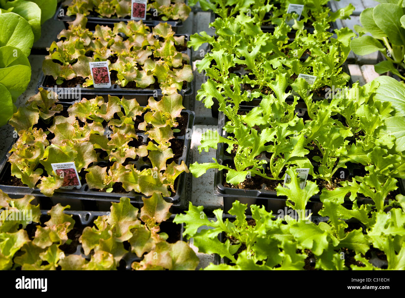 Lockige Salat Sämlinge Tablett Stockfoto