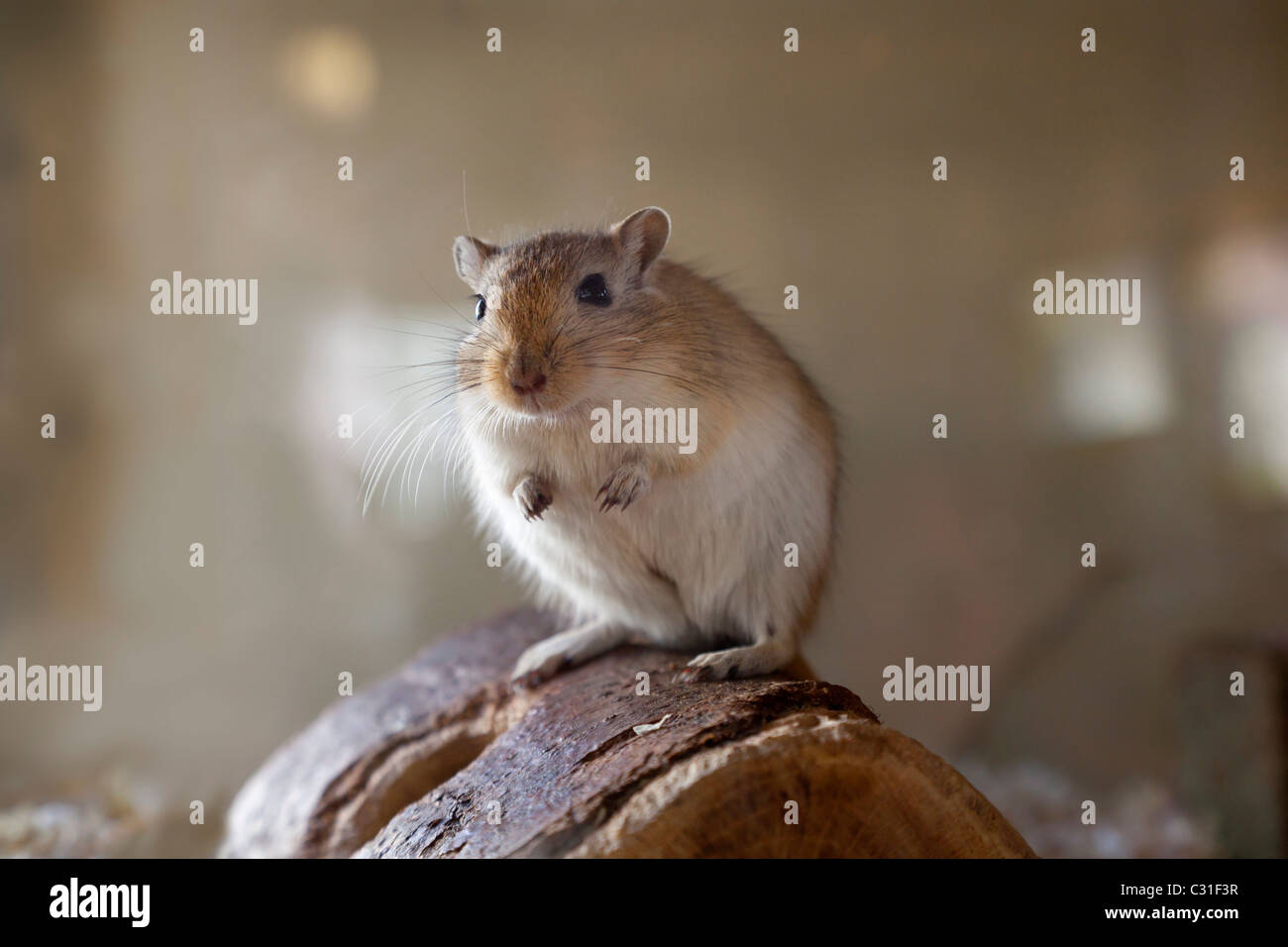 Rennmaus sitzt auf Holz Stockfoto