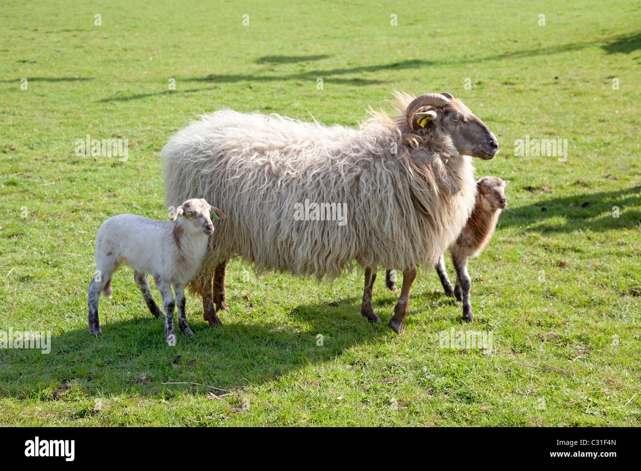 Mutter Schafe mit Lämmer auf der Weide Stockfoto