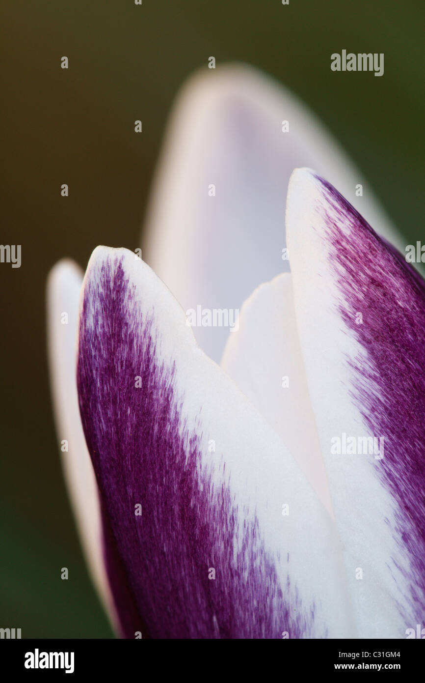 Crocus chrysanthus Stockfoto