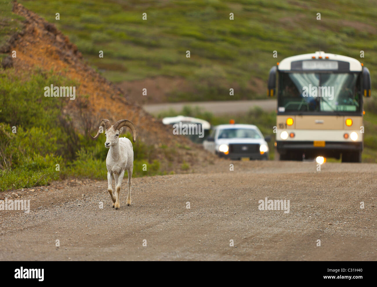 ALASKA, USA - Dall-Schafe unterwegs mit Bus, im Denali National Park. Stockfoto