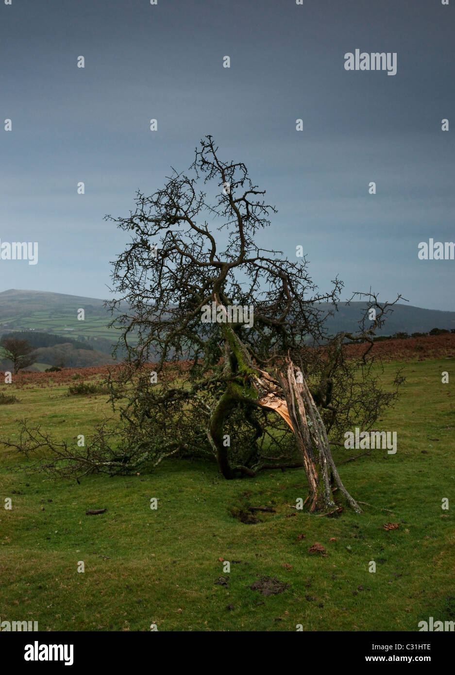 Ein umgestürzter Baum auf Dartmoor. Stockfoto