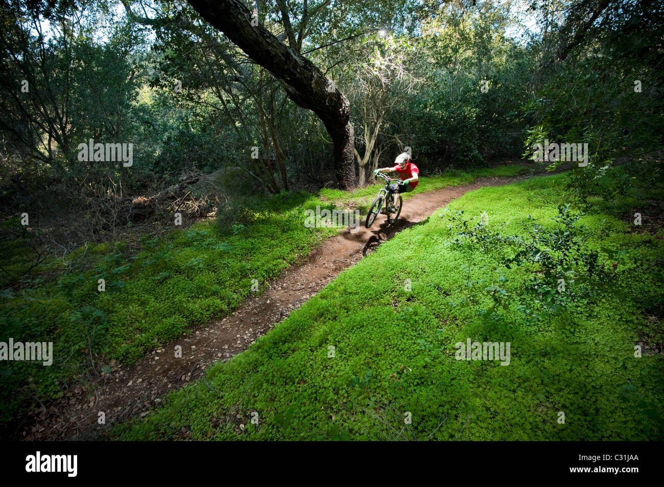 Ein junger Mann fährt downhill-Mountainbike Rad auf einem Weg, umgeben von sehr üppige grüne Kleeblätter. Stockfoto