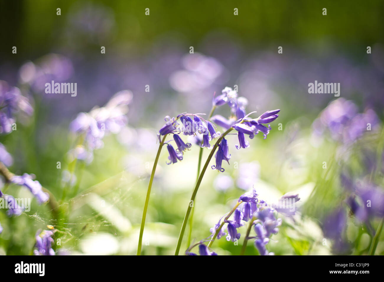 Englische Bluebell Teppich im Micheldever Wald in Hampshire in der Nähe von Winchester und Basingstoke Stockfoto