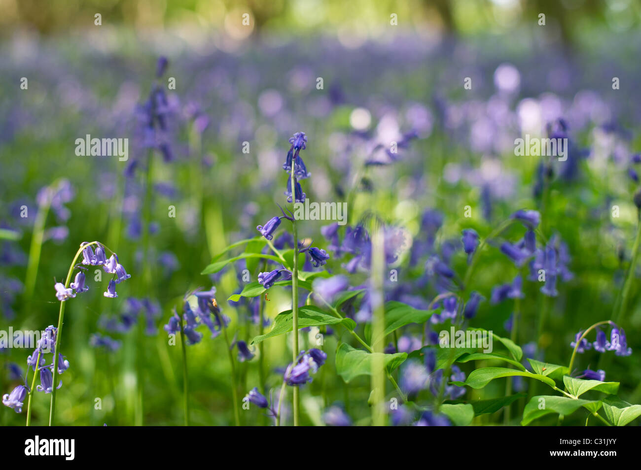 Englische Bluebell Teppich im Micheldever Wald in Hampshire in der Nähe von Winchester und Basingstoke Stockfoto