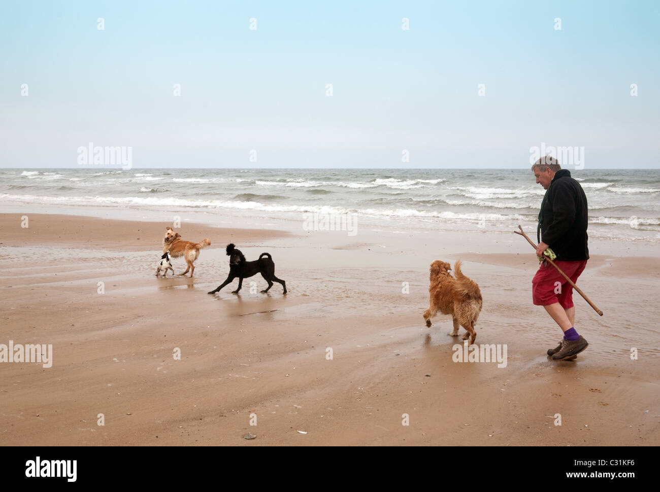Ein Mann geht seinen Hunden durch den Gewässerrand, Holkham Strand, die Küste von North Norfolk UK Stockfoto