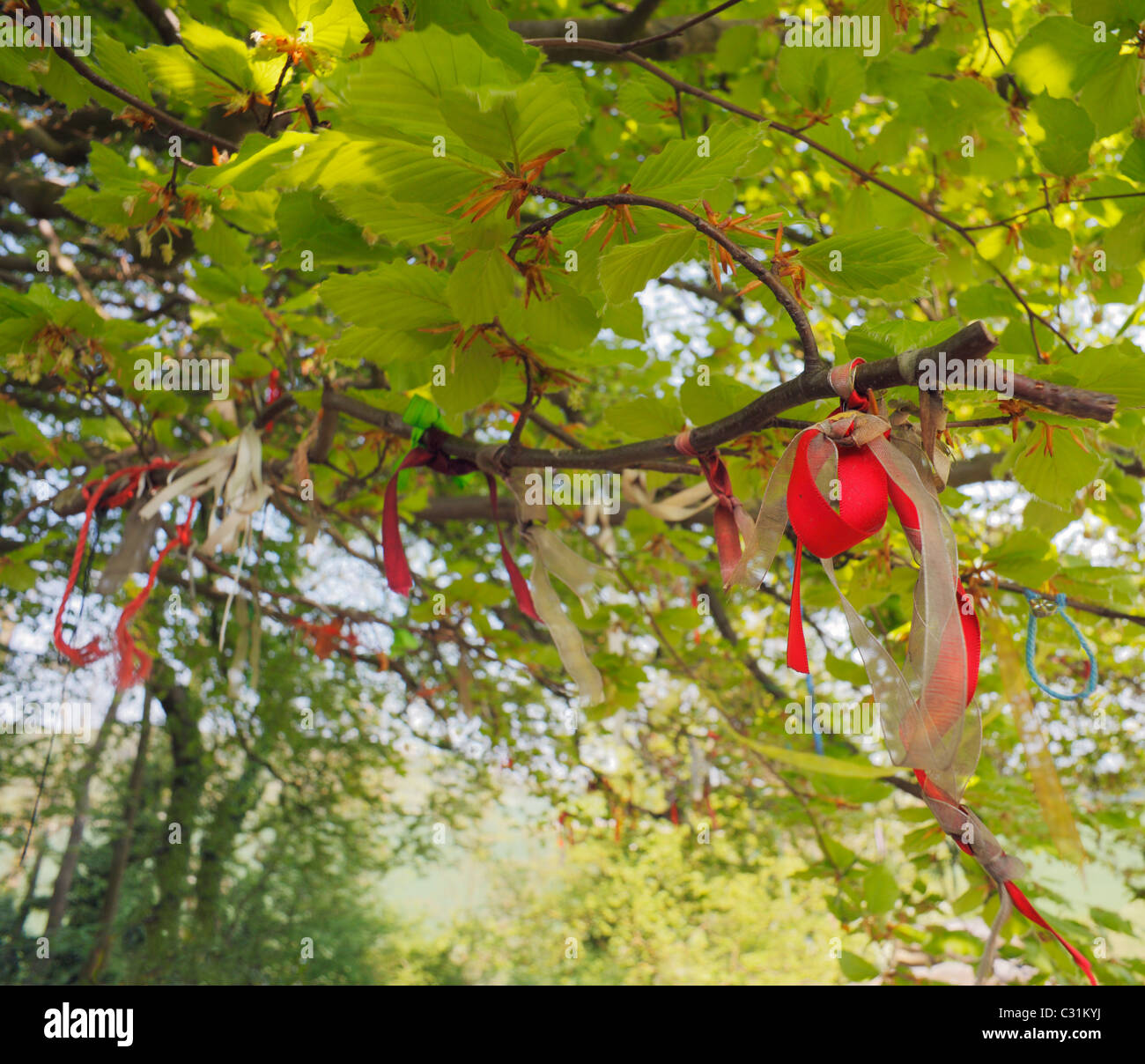 Wünschte, Bänder in eine alte Grabstätte bei Coldrum Steinen an einen Baum gebunden. Stockfoto