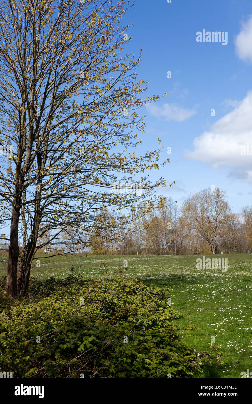 Frühling-Rasen und Baum für Hintergrund Stockfoto