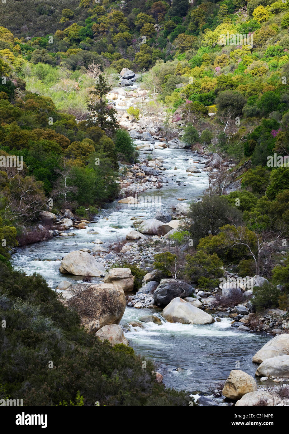 Rocky River Bach in einem bewaldeten Tal Stockfoto