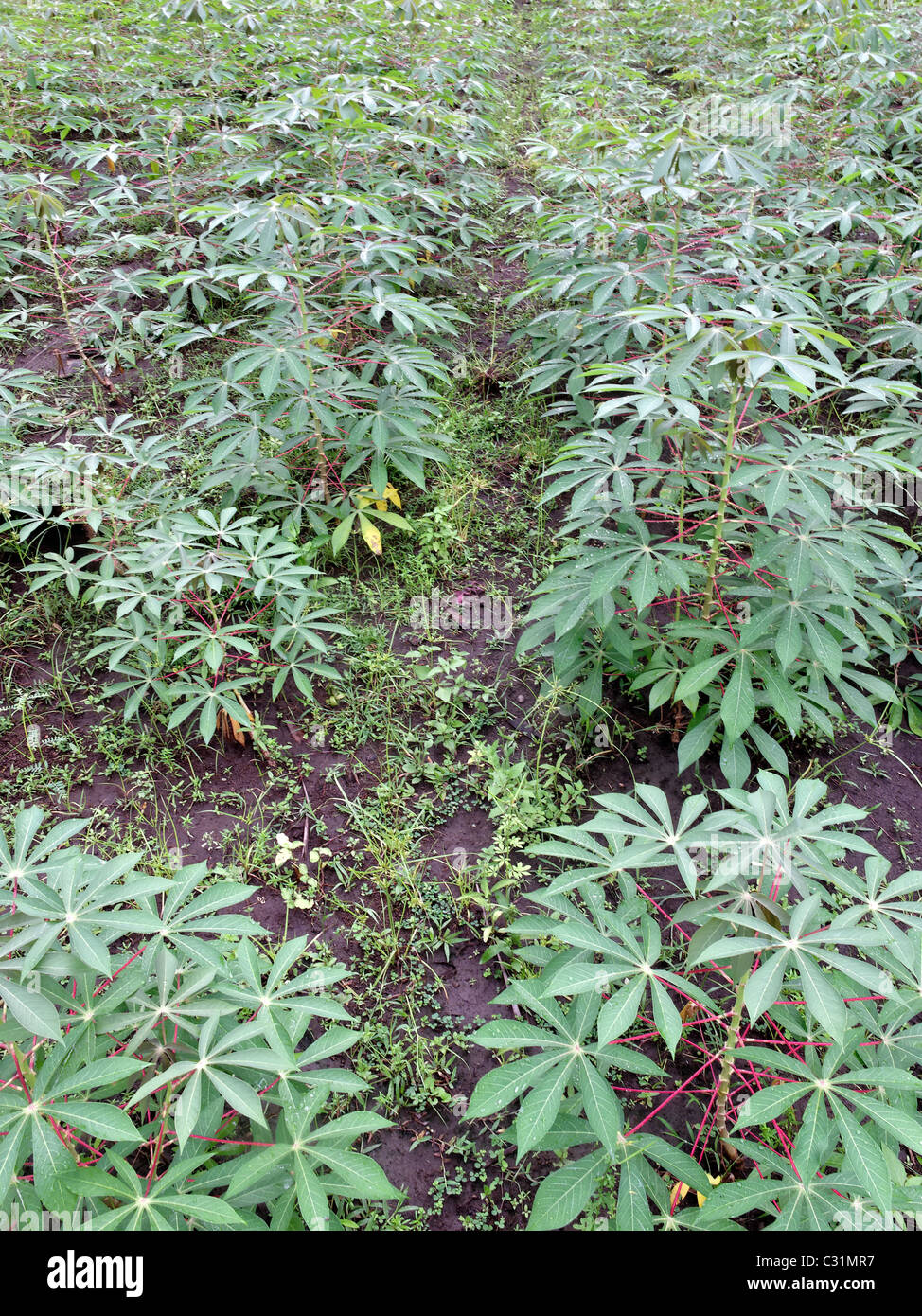 Cassava, Maniok, schneiden Sie auch bekannt, Lombok, Indonesien, März 2011 Stockfoto