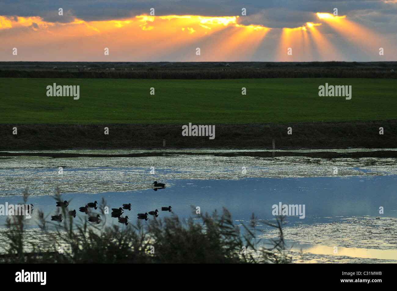 HÖLZERNE LOCKVÖGEL AUF EINEM JAGD-TEICH IN HABLE D'AULT GESCHÜTZT, NATURSCHUTZGEBIET, SOMME, SOMME (80), FRANKREICH Stockfoto