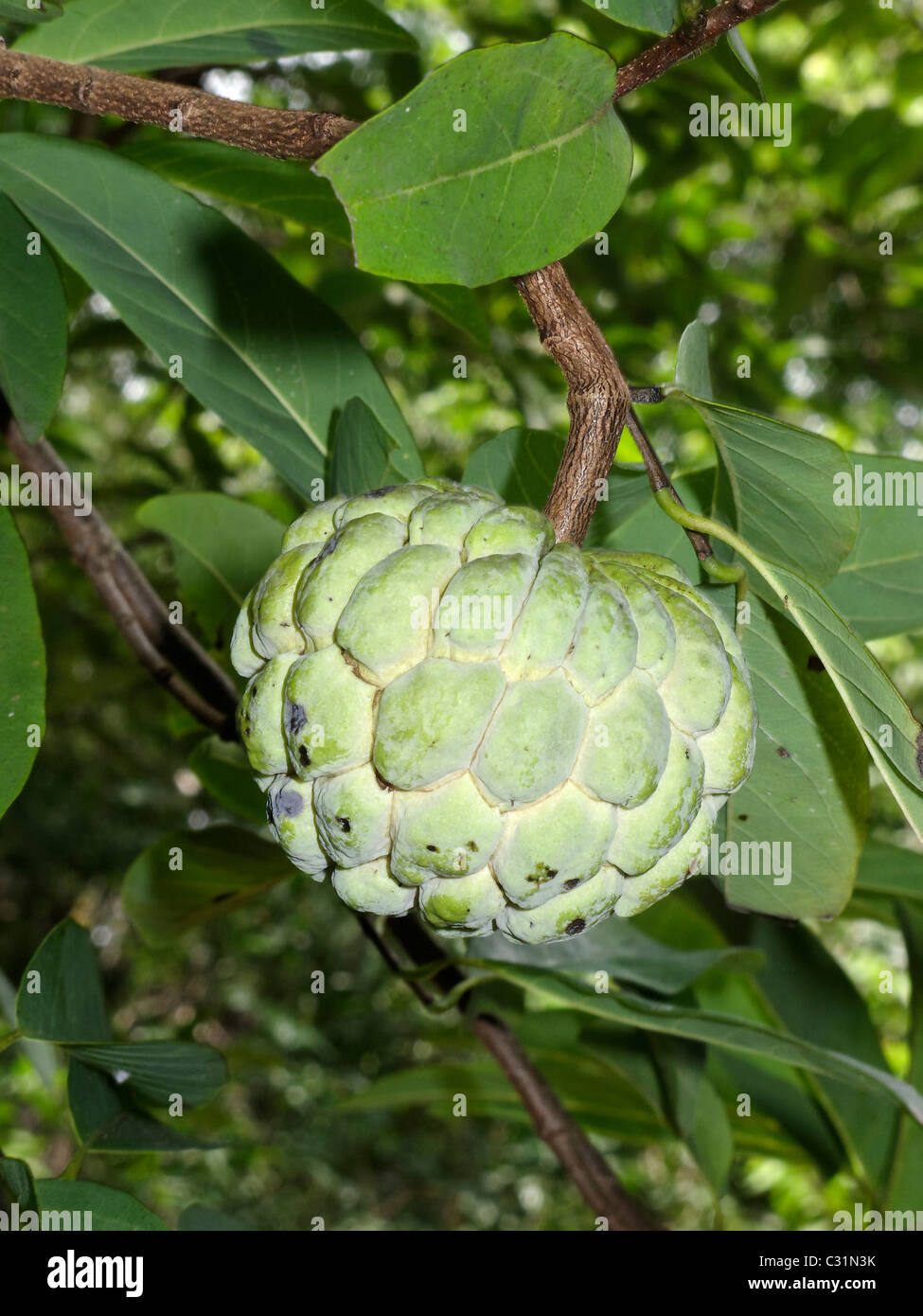 Srikaya Obstbau, Annona Squamosa auf Baum, Indonesien, März 2011 Stockfoto