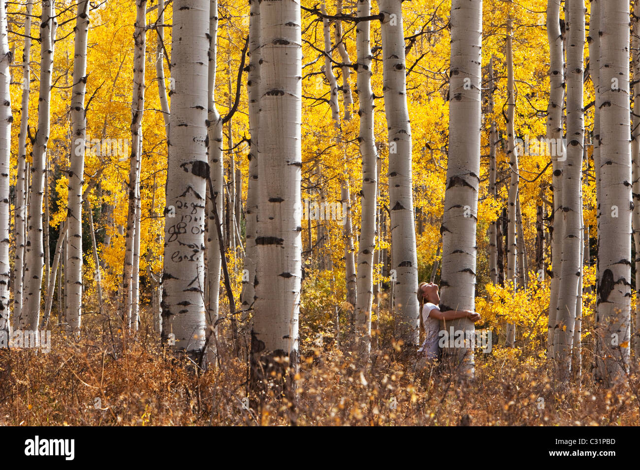 Eine junge Frau umarmt eine große Espenbaum in der Spitze der Farben des Herbstes in Colorado. Stockfoto