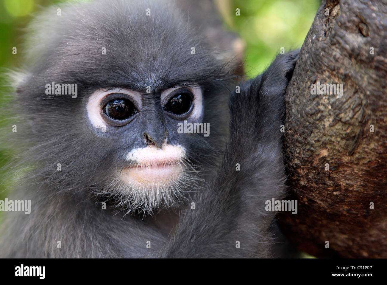 GIBBON AFFEN, KHAO SAM ROI YOT NATIONAL PARK, PROVINZ PRACHUAP KHIRI KHAN, THAILAND, ASIEN Stockfoto