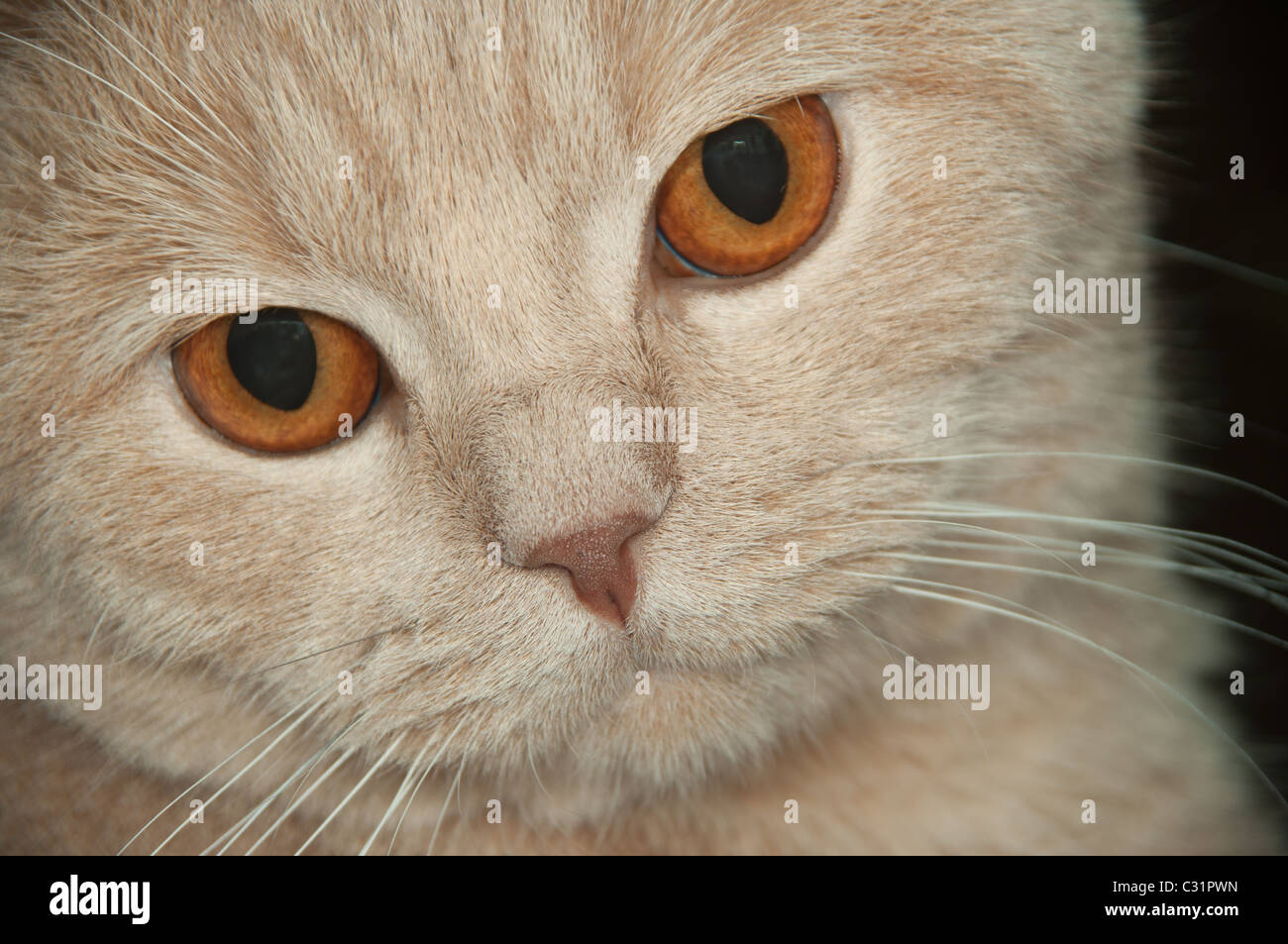 schottische Falte die kurzhaarige Katze sieht in der Ferne Stockfoto