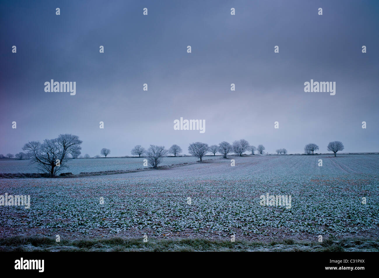 Raureif auf Bäumen und Feldern in der winterlichen Landschaft in die Cotswolds, Oxfordshire, Vereinigtes Königreich Stockfoto