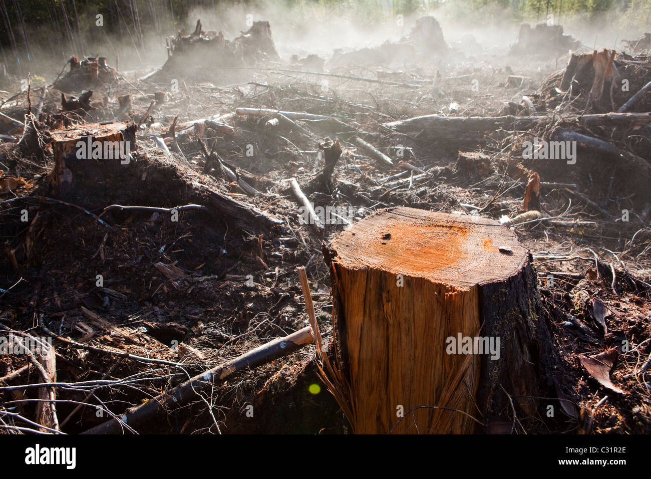 Feuchtigkeit in der abgebrochenen Erde steigt als Dampf aus den letzten Kahlschlag auf der Olympic-Halbinsel, Washington. Stockfoto