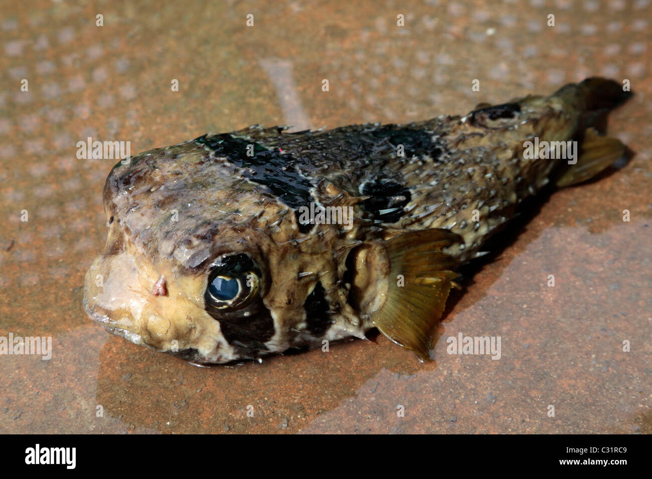 STACHELSCHWEIN FISCH, AUCH GENANNT EIN KUGELFISCH, FISCHMARKT, FISCHEREI HAFEN VON BANG SAPHAN, THAILAND, ASIEN Stockfoto