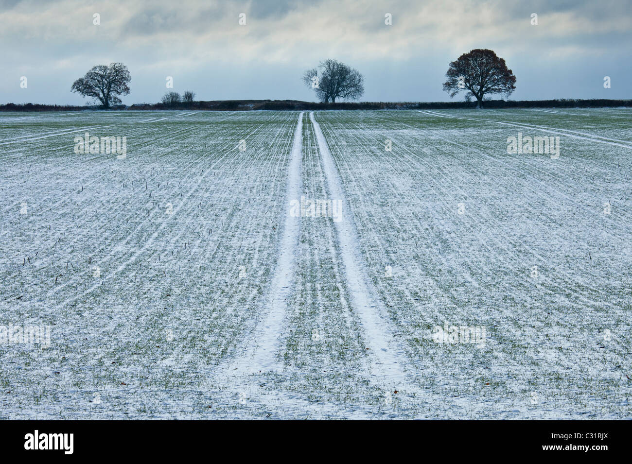 Frostigen Szene Feld und Bäume bei Raureif im Winter, The Cotswolds UK Stockfoto