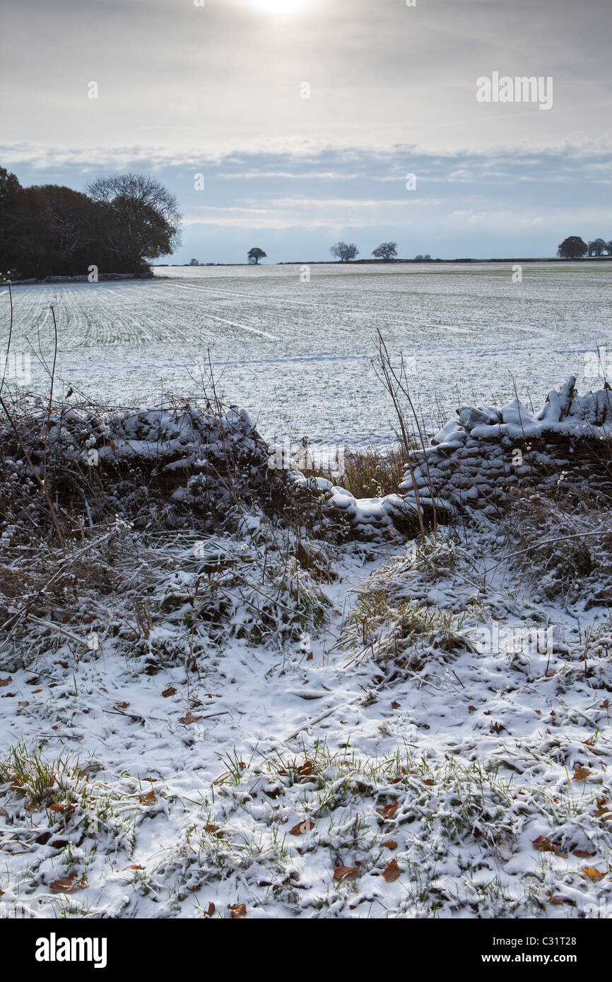 Dachs-Verknüpfung im Winter Szene, The Cotswolds UK Stockfoto