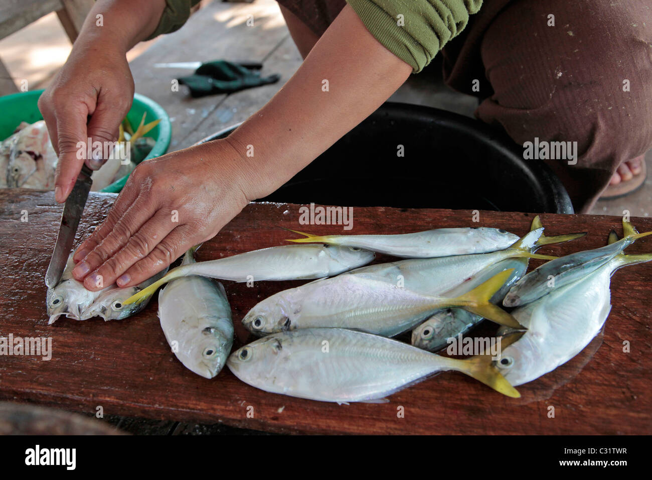 FRAUEN, DIE VORBEREITUNG DER FISCHE AUS DER TAGESPRESSE FANGEN ZUM TROCKNEN, FISCHERDORF IN DER NÄHE VON BANG SAPHAN, THAILAND, ASIEN Stockfoto