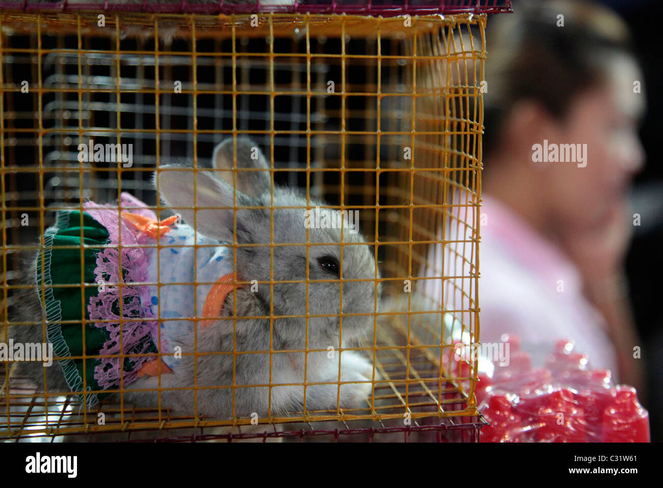 DER VERKAUF VON ZWERGKANINCHEN IN KOSTÜMEN, ABENDMARKT, BANG SAPHAN, THAILAND, ASIEN Stockfoto