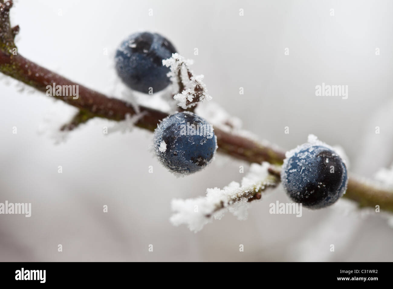 Winter-Szene Raureif auf Schlehe Beeren in Cotswolds, UK Stockfoto