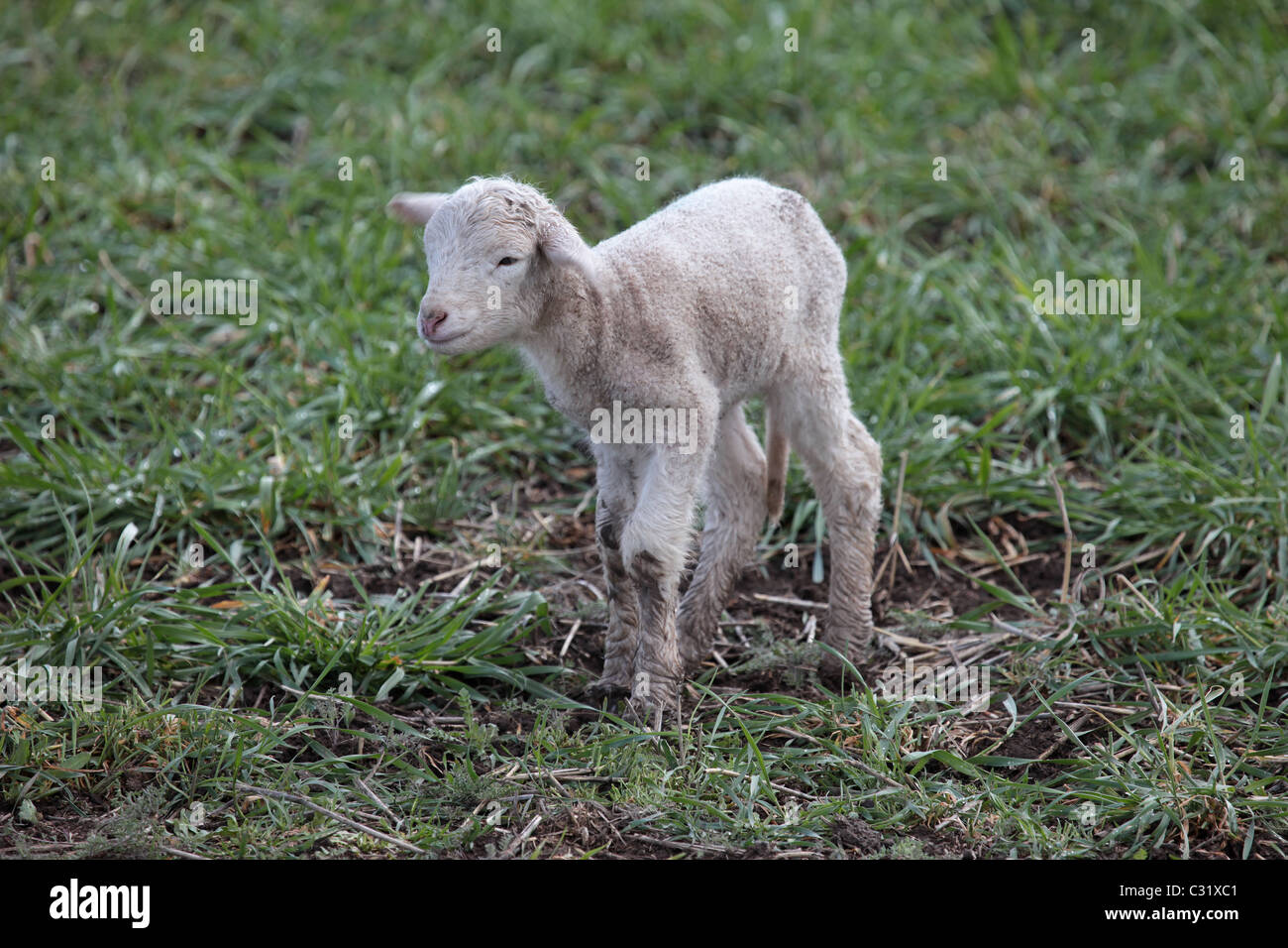 Lamm in Grasgrün Feld gehen. Im Frühsommer nach Schafe geschoren worden. Don Despain Wiederaufleben Foto. Stockfoto