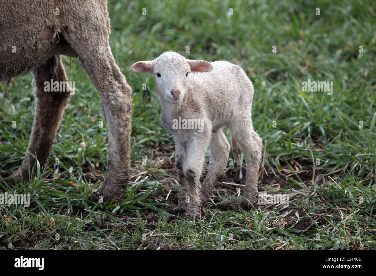 Lamm in der grünen Wiese zu Fuß von seiner Mutter. Im Frühsommer nach Schafe geschoren worden. Don Despain Wiederaufleben Foto. Stockfoto