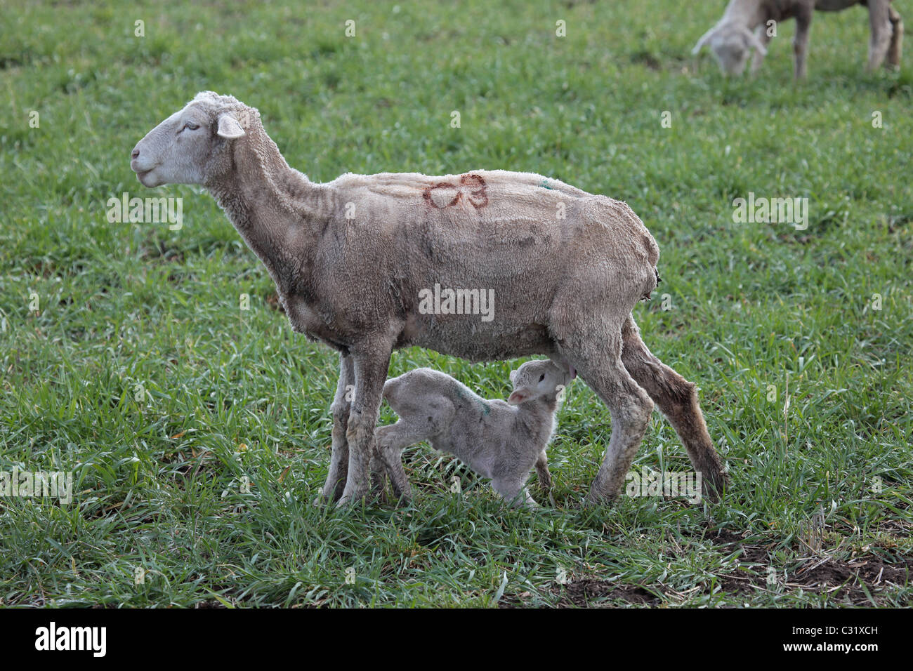 Schaf und Lamm im grünen Rasen Feld Essen. Im Frühsommer nach Schafe geschoren worden. Don Despain Wiederaufleben Foto. Stockfoto