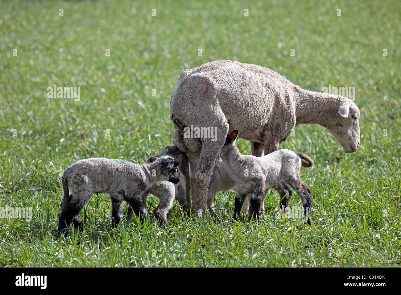 EWE und Lämmer in Grasgrün Feld Essen. Im Frühsommer nach Schafe geschoren worden. Don Despain Wiederaufleben Foto. Stockfoto