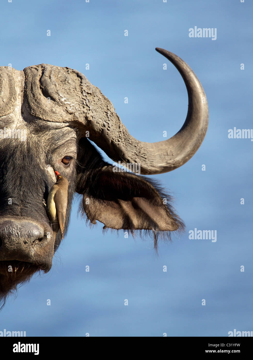 Büffel (Syncerus Caffer) Männerkopf und Oxpecker, Chobe, Botswana Stockfoto