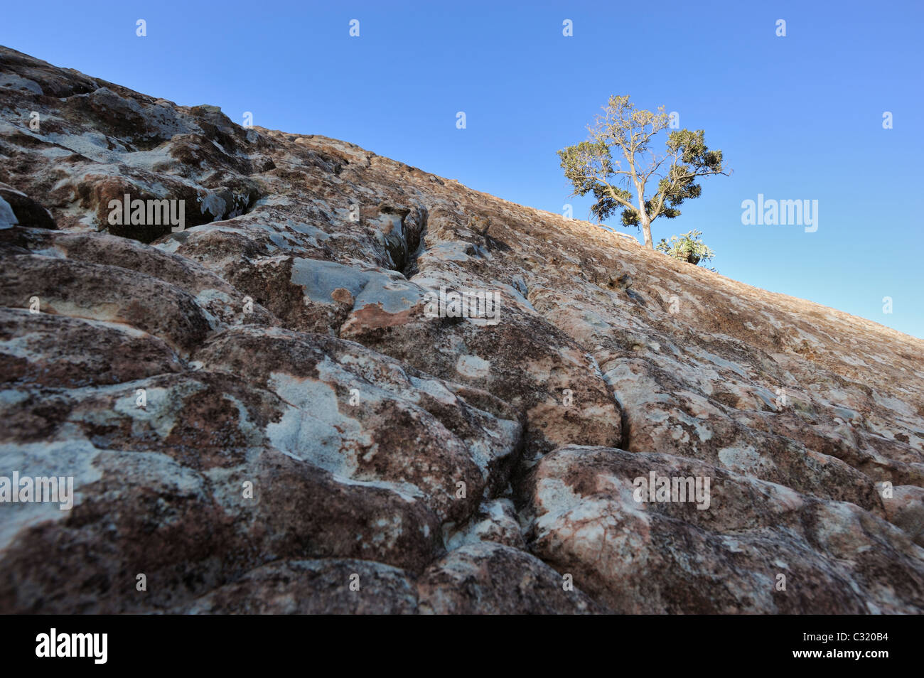 Eukalyptus-Baum mit texturierten Felsen im Vordergrund, Royal Natal Drakensberge Ukhahlamba Nationalpark, Kwazulu-Natal, Südafrika Stockfoto
