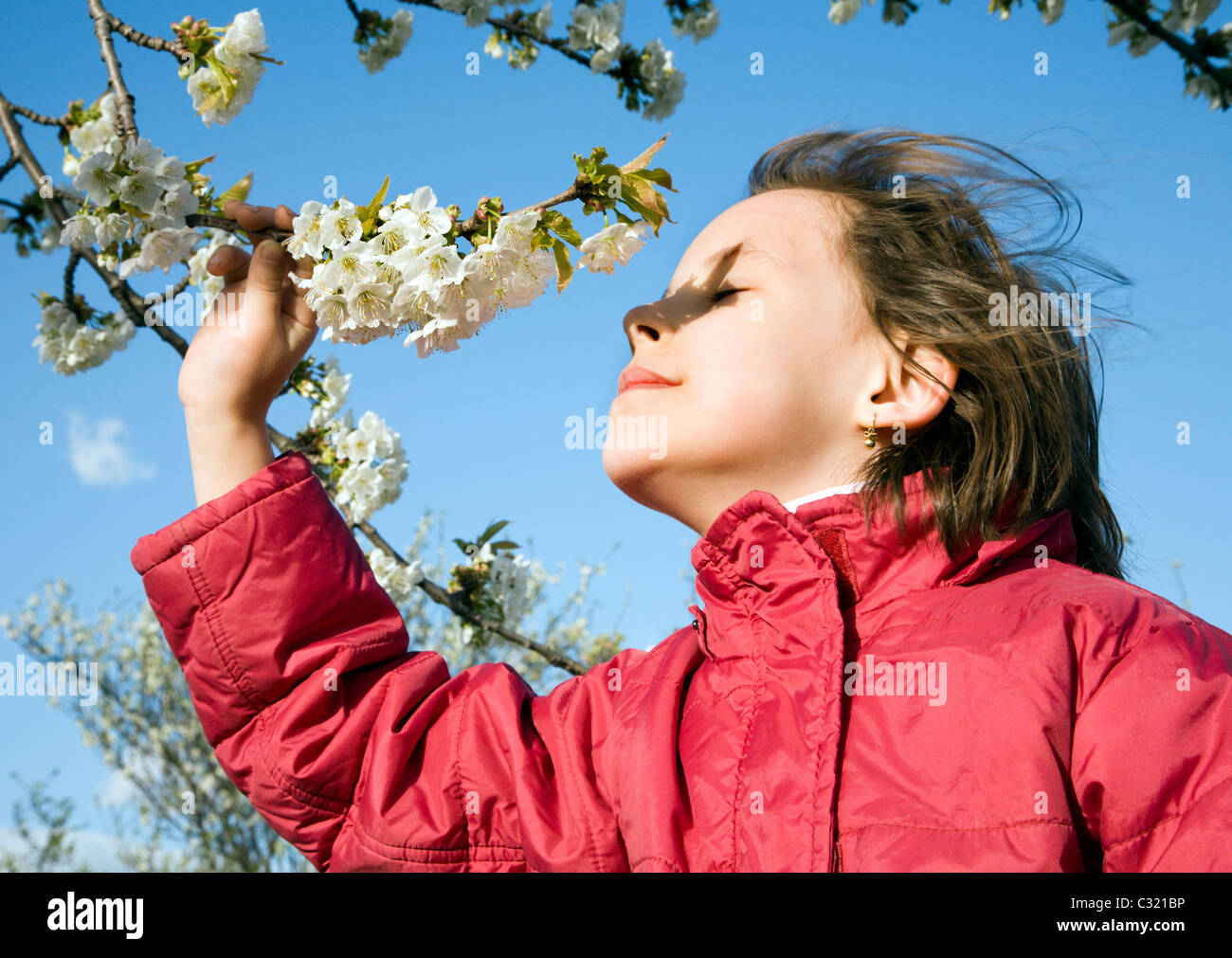 kleine Mädchen und der Kirschbaum-Blüten Stockfoto