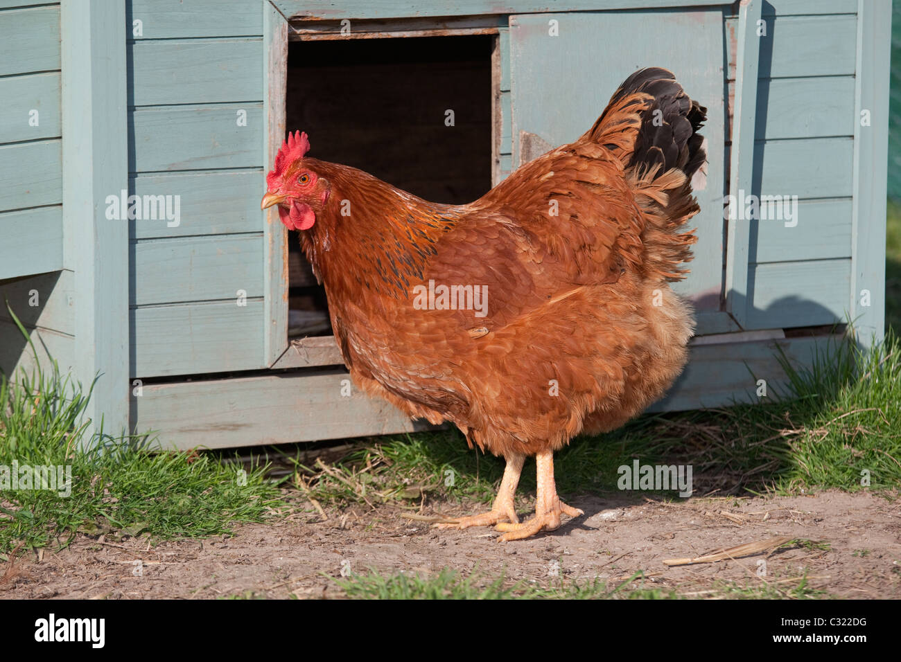 New Hampshire roten Huhn Norfolk UK Stockfoto