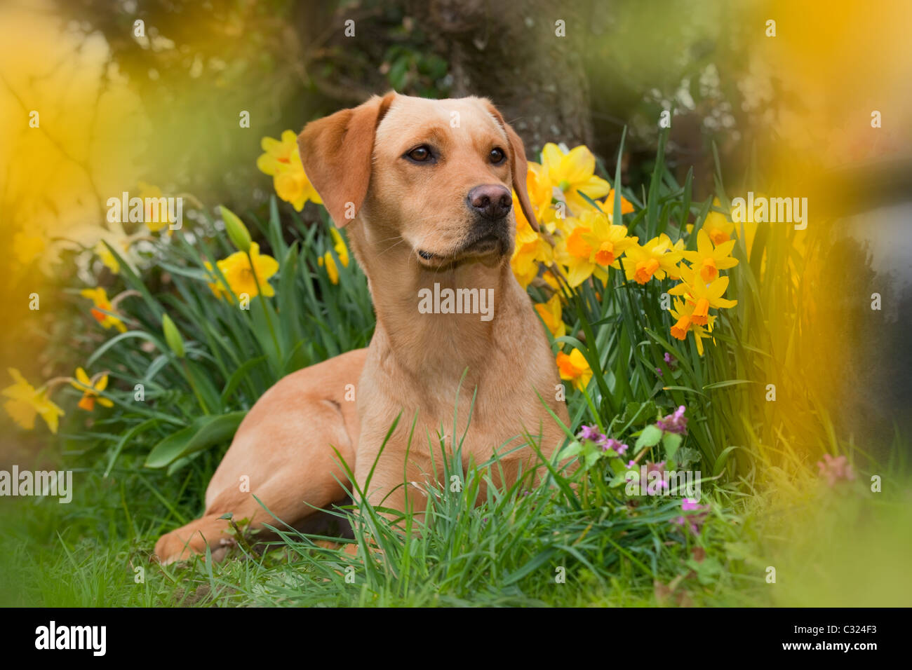 Gelber Labrador im Frühlingsgarten Stockfoto