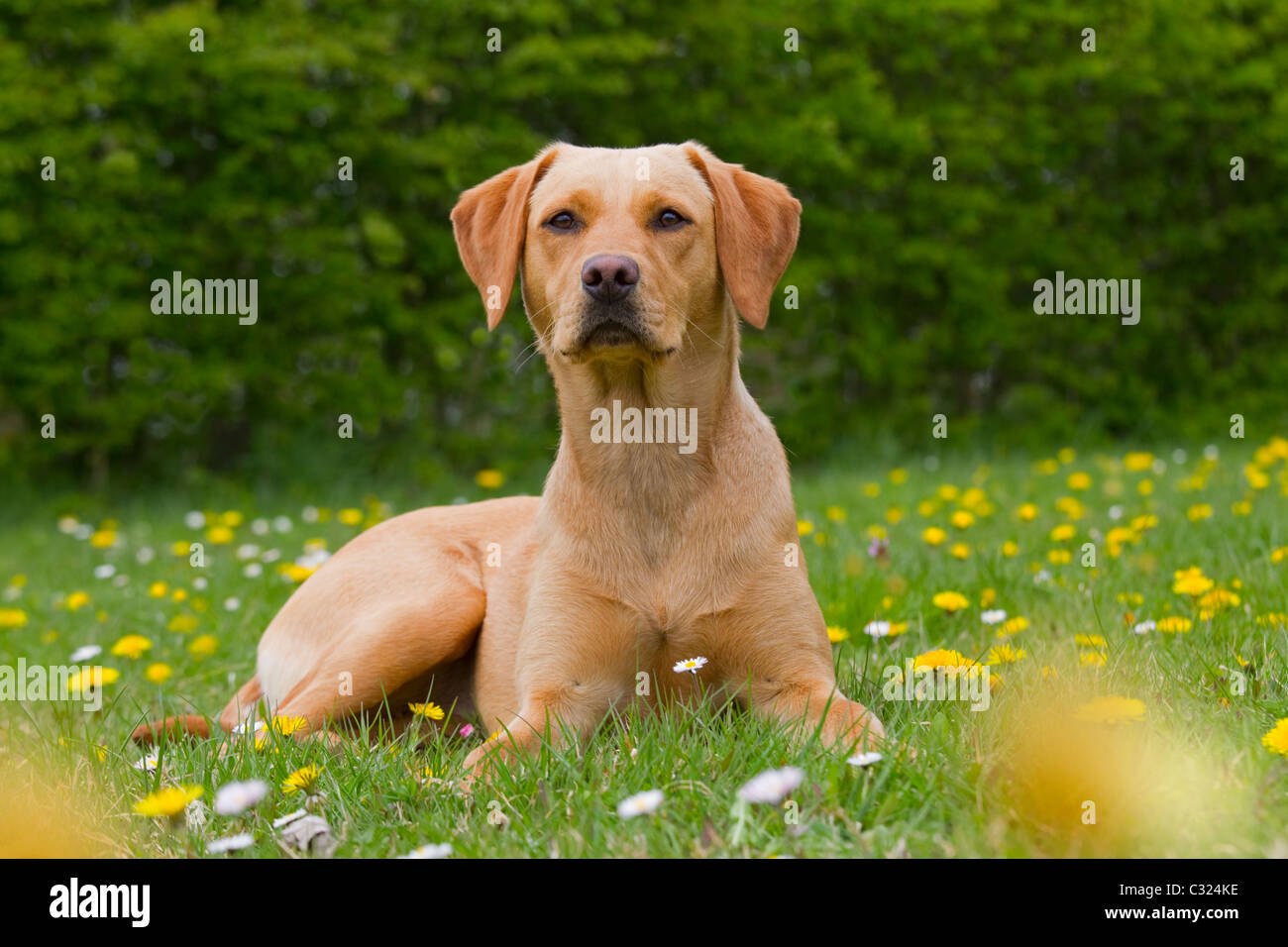 Gelber Labrador in Wildblumenwiese Stockfoto