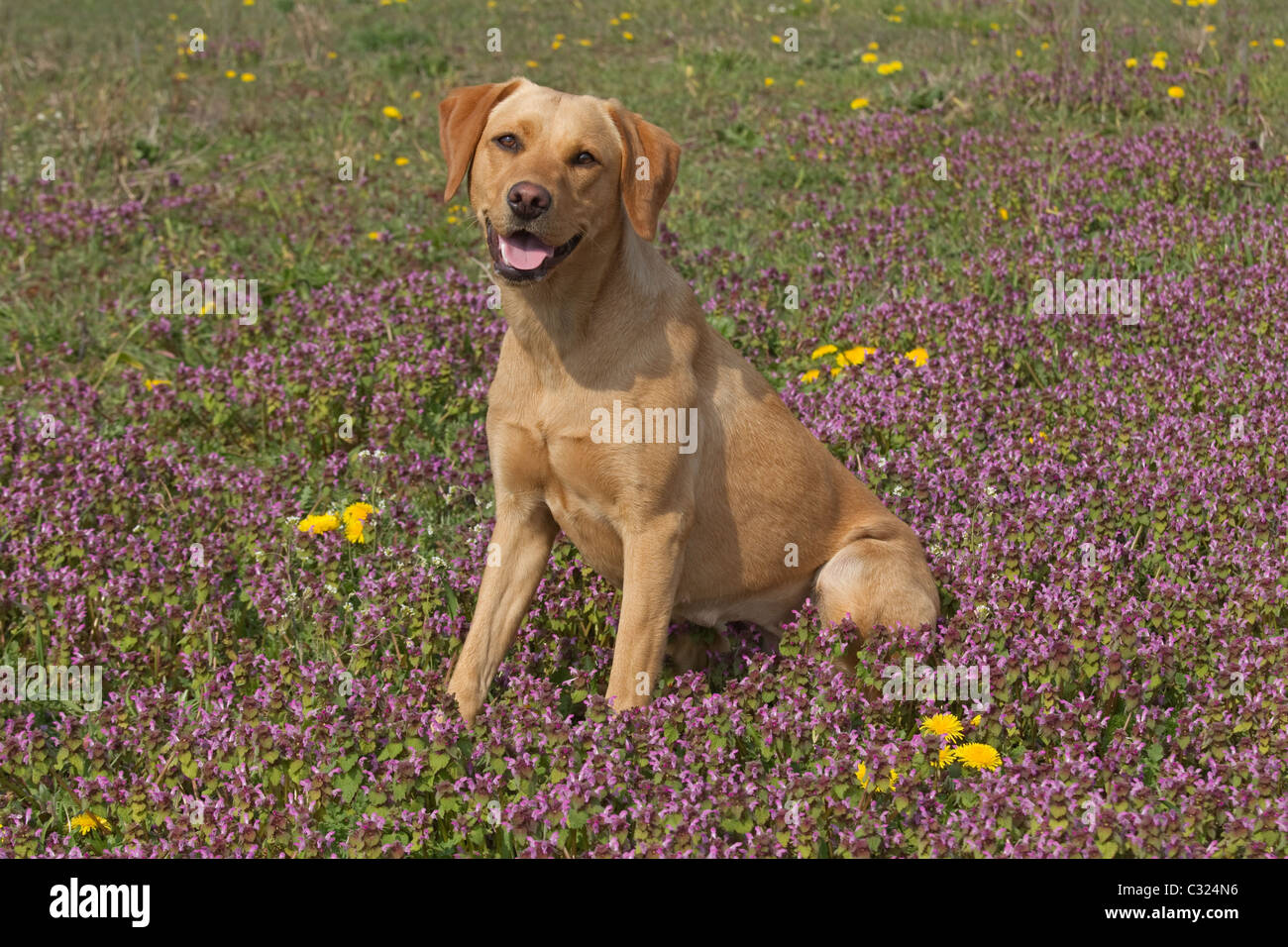 Gelber Labrador in Wildblumenwiese Stockfoto