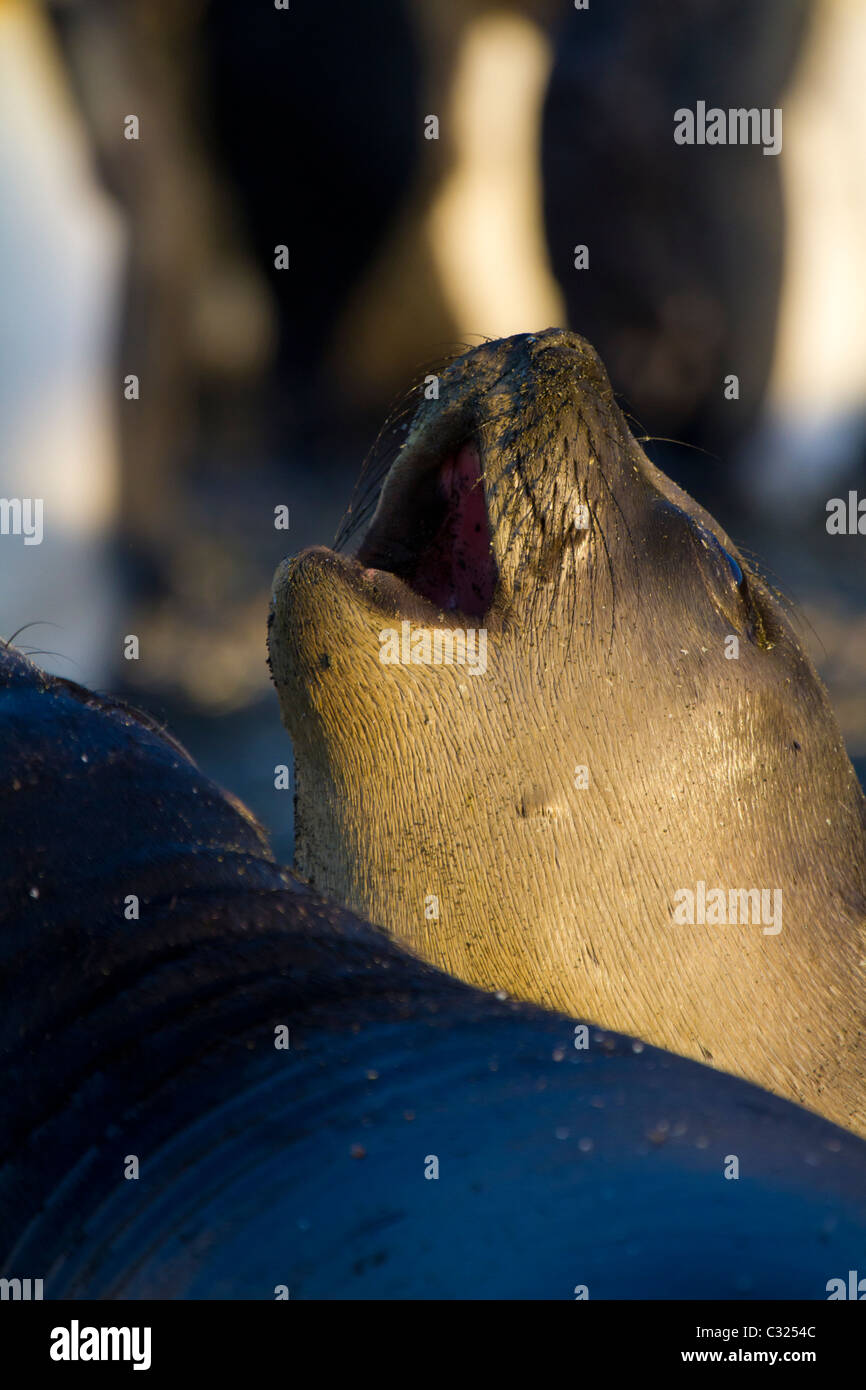 Eine junge See-Elefanten bellt im Licht frühen Morgens in Gold Harbour, South Georgia Island Stockfoto