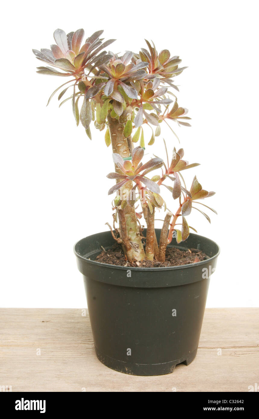 Aeonium Sukkulente Pflanze in einem Topf auf einer Holzbank vor einem weißen Hintergrund Stockfoto