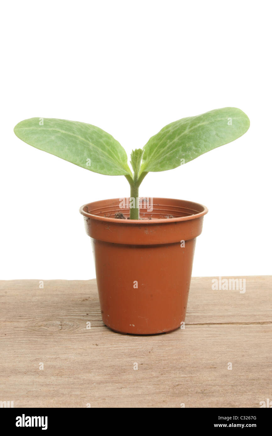 Gurke-Keimling-Pflanze in einem Topf auf einem Holzbrett Stockfoto