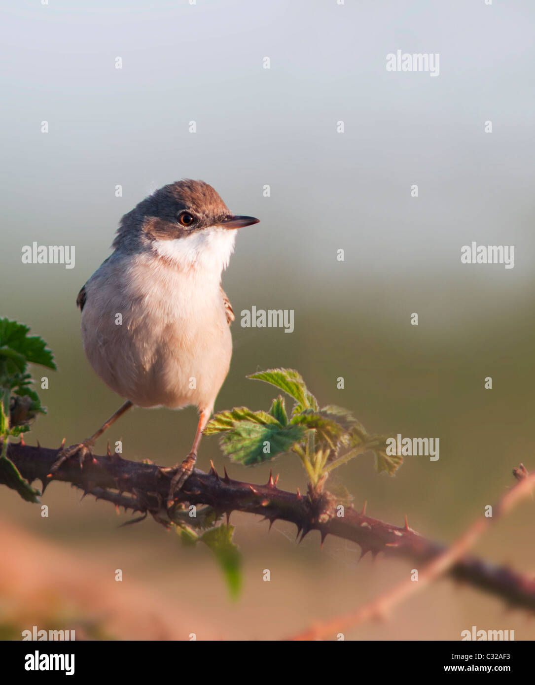 Thront weiblichen Whitethroat (Sylvia Communis) auf Dornstrauch in Warwickshire Stockfoto