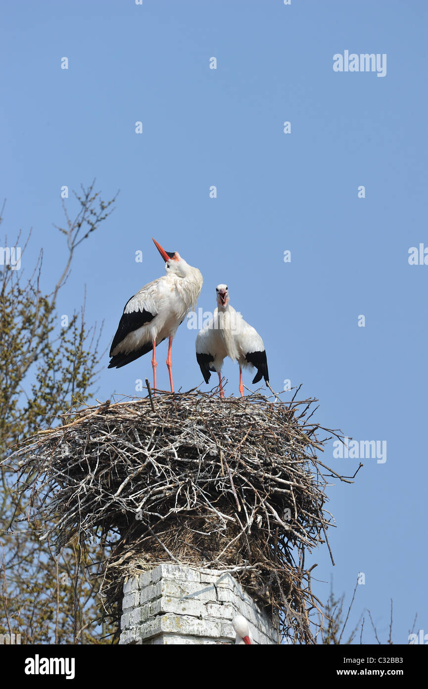 Weißstorch (Ciconia Ciconia) paar Bill Klappern auf ihrem Nest - Frühling - Belgien Stockfoto