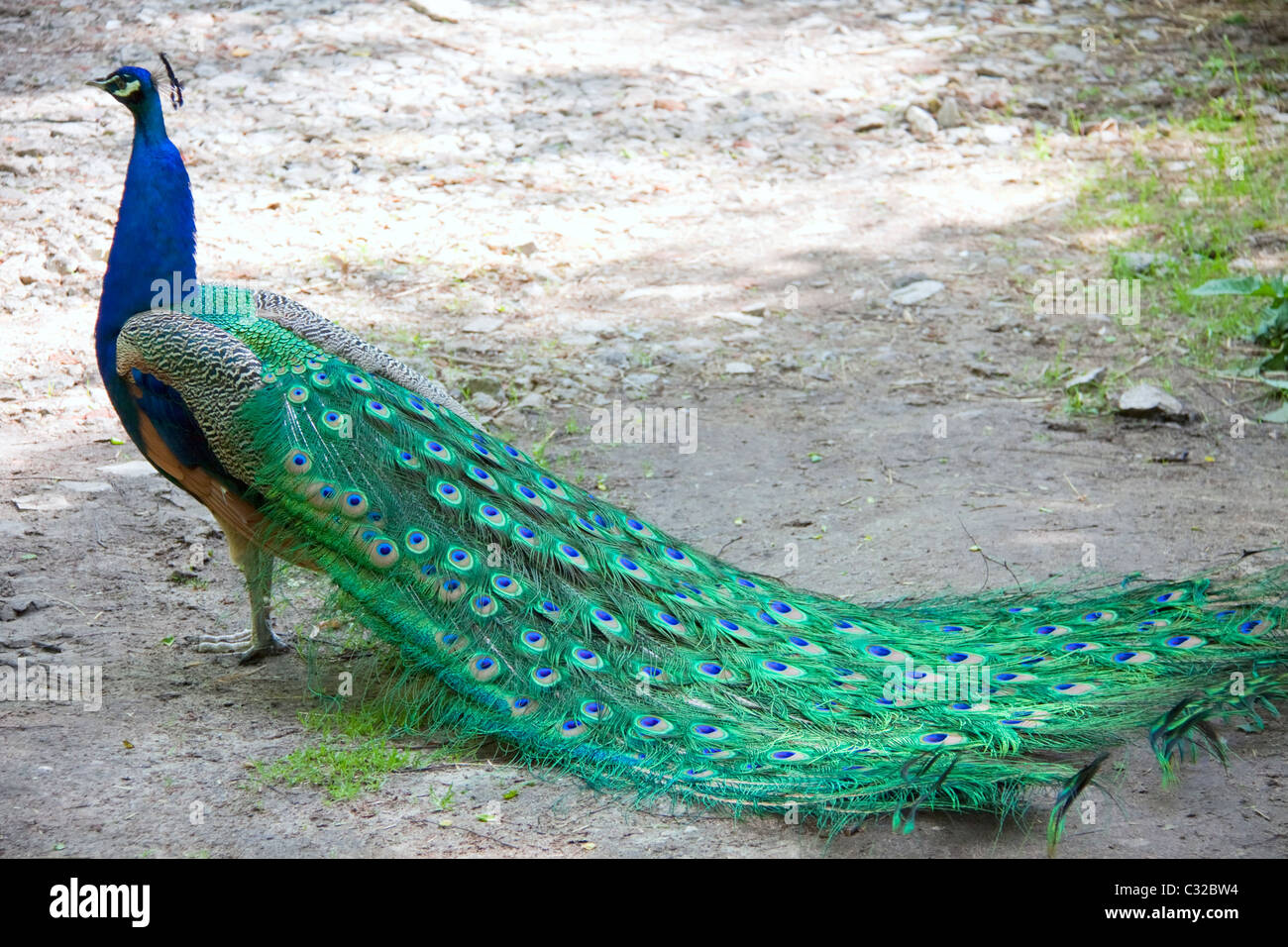 Ein Pfau mit seinem Endstück gefaltet Stockfoto