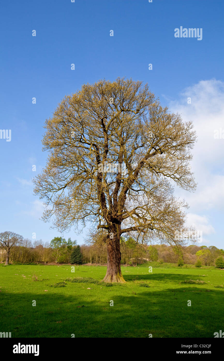 Ein Baum auf der Wentworth Castle Estate Stainborough South Yorkshire UK Stockfoto