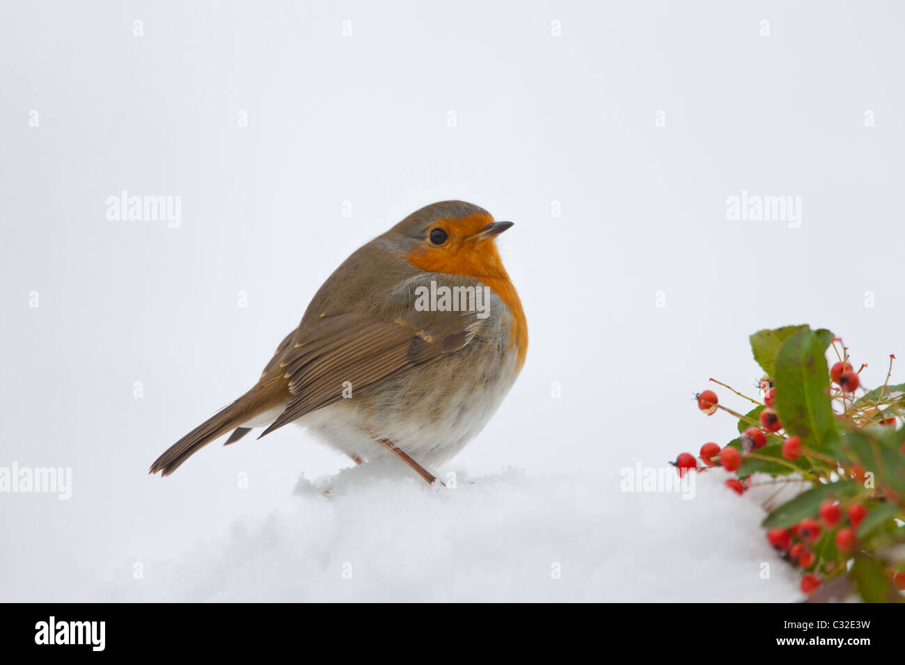 Robin blies gegen die Kälte auf einen verschneiten Hang, Cotswolds, UK Stockfoto