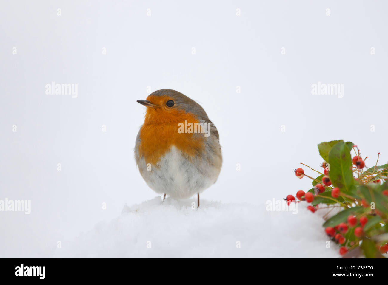 Robin blies gegen die Kälte auf einen verschneiten Hang, Cotswolds, UK Stockfoto