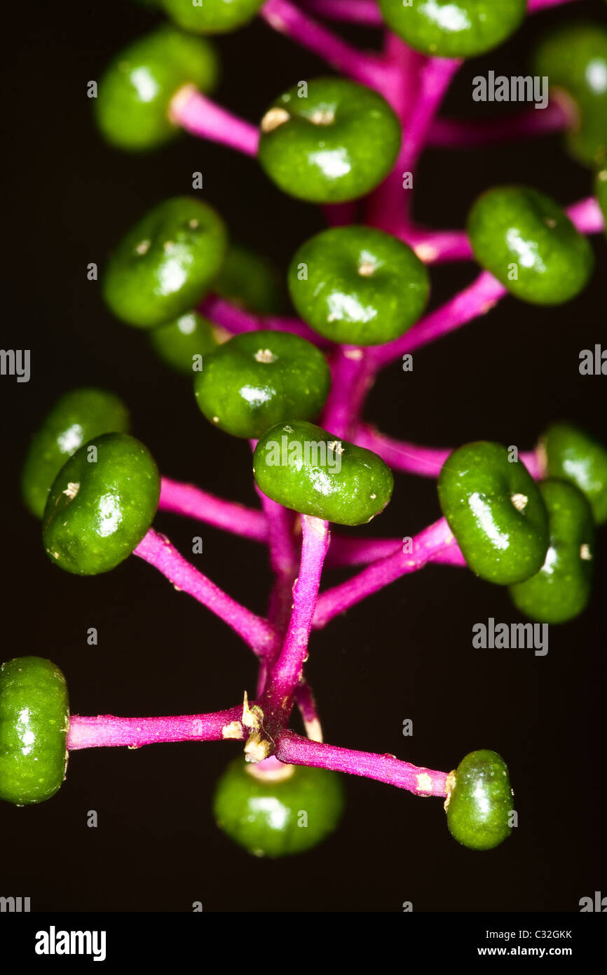 Seltsame Blume im Regenwald in Altos de Campana Nationalpark, Provinz Panama, Republik von Panama. Stockfoto