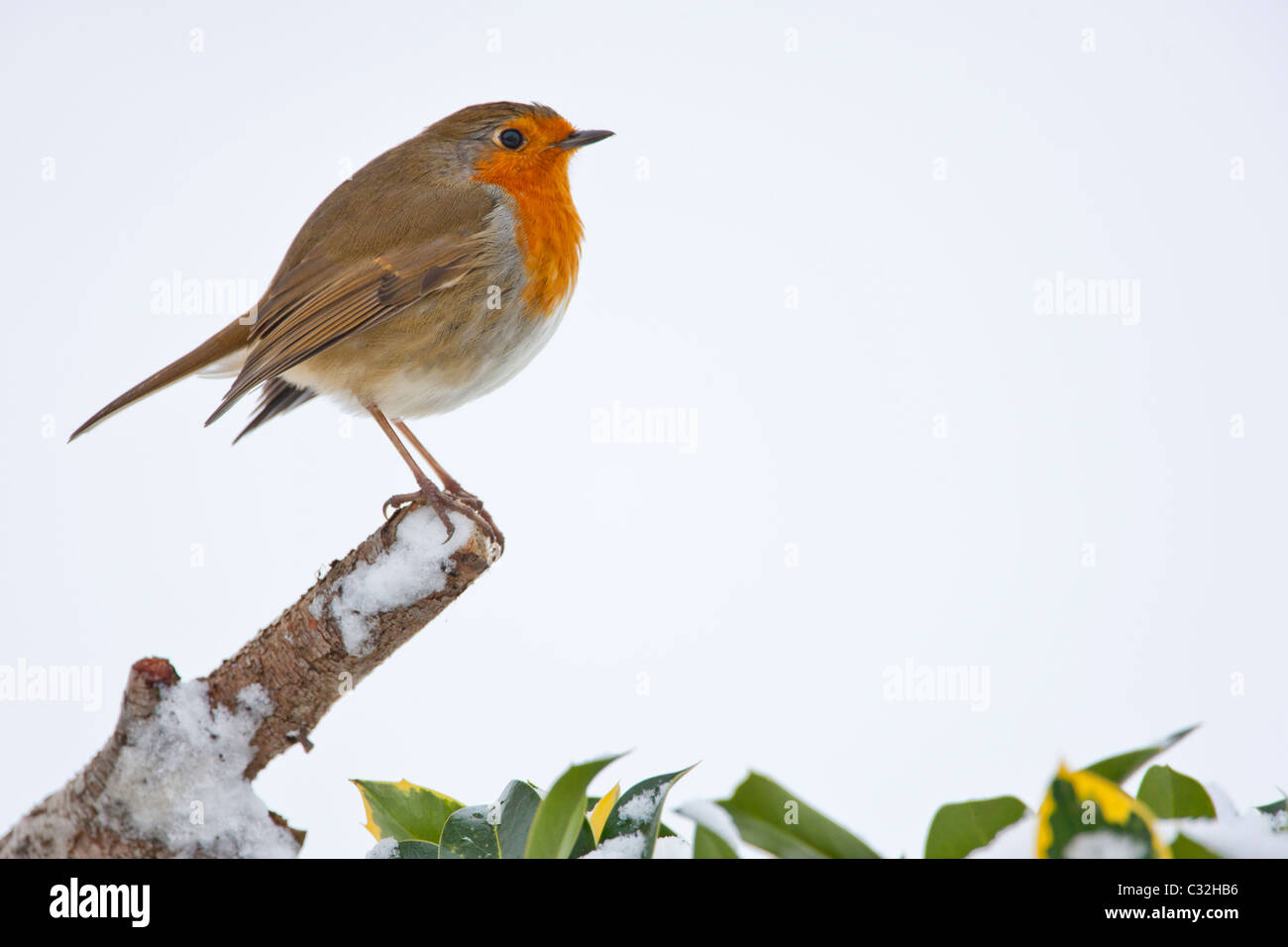 Robin blies gegen den kalten Sitzstangen durch einen verschneiten Hang in Cotswolds, UK Stockfoto