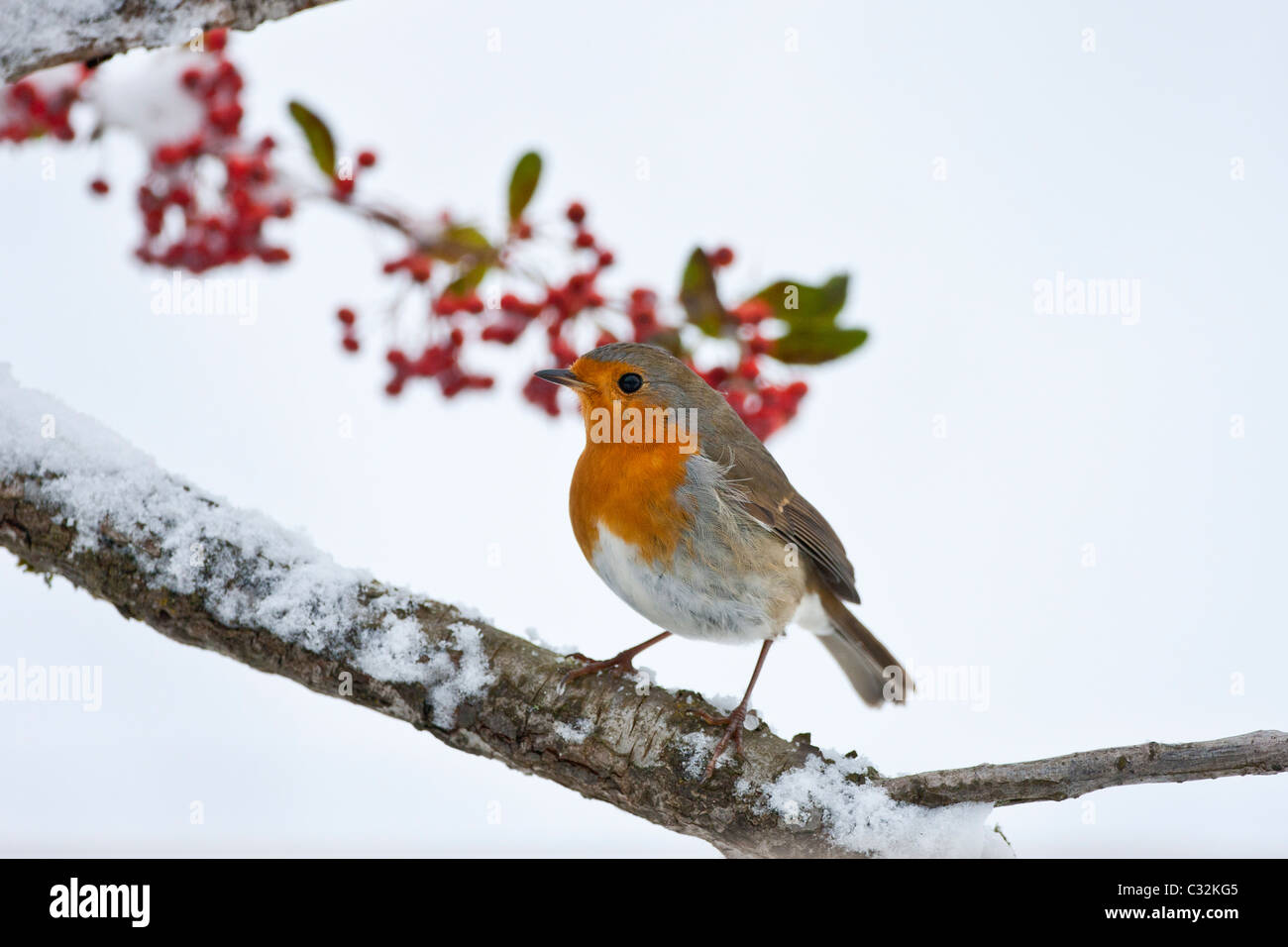 Robin Sitzstangen durch verschneiten Hang und saisonalen Beeren im Winter in die Cotswolds, UK Stockfoto